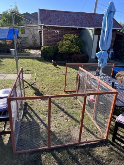 A photo of our garden. The coop frame is in the foreground. Belinda the chicken is in the background. It's a sunny morning.