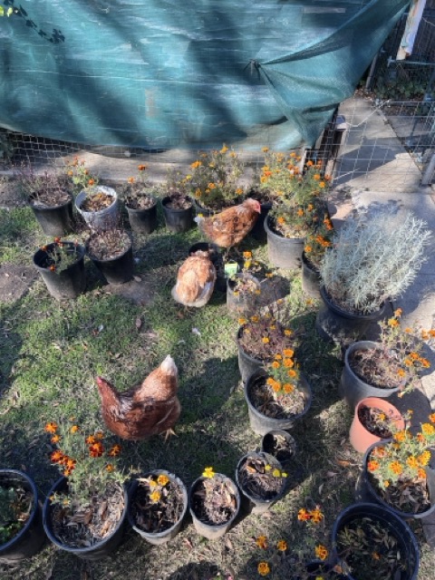 A photo of the ladies 'helping', i.e. just eating dirt like usual.